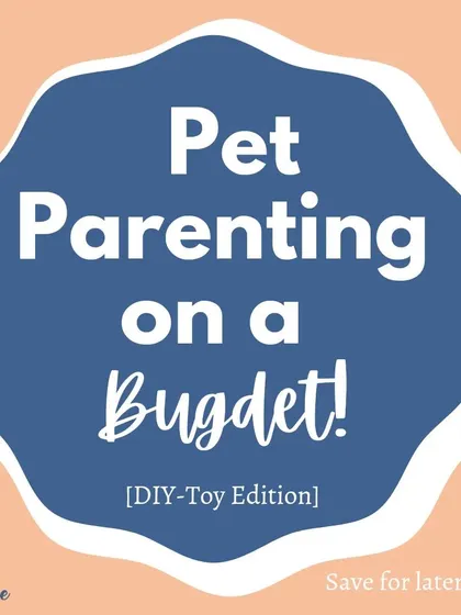This is what I mean by pet parenting on a budget! A simple pillow fort provides endless fun and training opportunities.