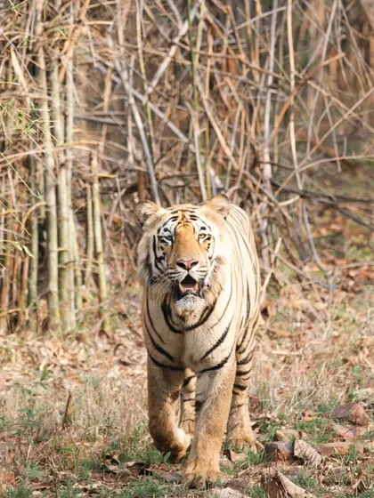 Another view of a tiger on the move, this time with its head raised, scanning the surroundings. Each encounter is unique, and my goal is to document these subtle differences in posture and expression for my wildlife portrait collection.