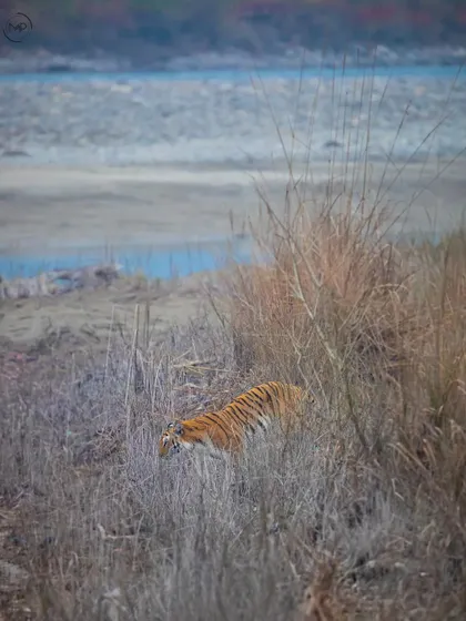 The same tiger begins to move through the grass near the riverbank, its stripes providing the perfect cover.
