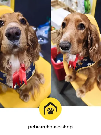 This handsome Cocker Spaniel is sitting pretty after a grooming session. The bright ribbons are a fun little accessory we love to add to complete their new look.