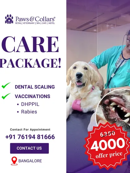 We've bundled our most essential preventive services into one affordable package. This graphic details our special offer, which includes annual DHPPIL and Rabies vaccinations plus a professional dental scaling. It's a simple way to ensure your pet's core health needs are covered for the year.
