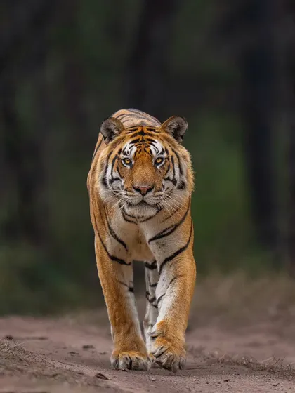 Another angle of the magnificent Z1 Male from Kanha, showing his powerful build and focused intent as he patrols his territory.
