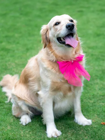 A happy, smiling portrait of a Golden Retriever dressed up for her photo session. Her cheerful expression and bright pink bow make for an unforgettable picture.
