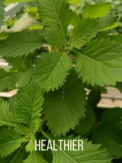 Plants receive a perfectly balanced diet of minerals, making them healthier and more robust. This translates directly into more nutrient-dense food for you.