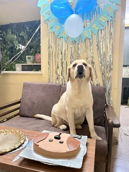 Scotch the Labrador patiently waiting for the party to start. His family chose our signature Labrador cake, a simple and delicious treat made with rolled oats and homemade peanut butter.