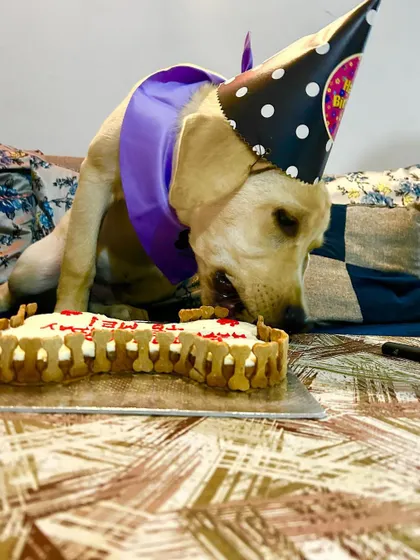 And he's off. This pup couldn't wait another second to dig into his bone-shaped cake, which is fenced with our crunchy, delicious biscuits.