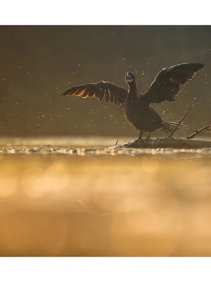 A cormorant spreads its wings to dry in the morning sun, its form creating a powerful shape against the golden water. A celebration of urban wildlife.
