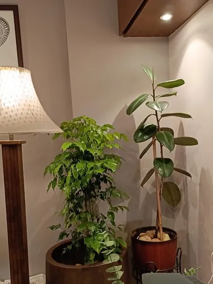 An example of how indoor plants can elevate a cozy corner. A lush Ficus plant and a tall Rubber Plant add life and a sense of calm to this living room, complementing the warm wooden furniture.