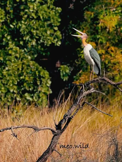 A Lesser Adjutant Stork shares a tree with a Black Cormorant. This shot shows the scale of the stork compared to the cormorant and captures a typical scene from a wetland ecosystem.