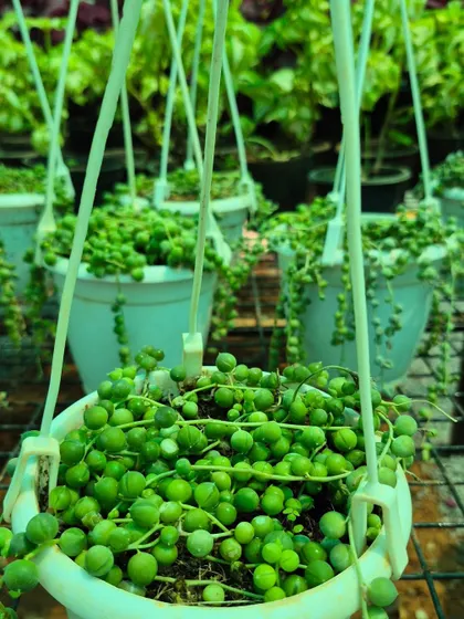 The String of Pearls is a unique and fascinating succulent. Its bead-like leaves cascade beautifully from hanging baskets, making it a stunning decorative plant for a bright spot in your home.