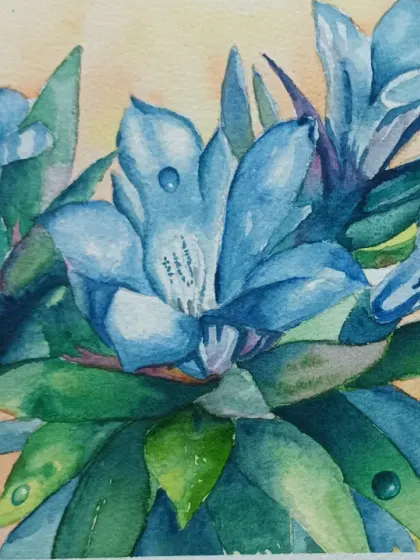A lovely watercolour of blue flowers, painted by my student Sumanth. He has successfully captured the delicate nature of the petals and the dewdrops on the leaves.