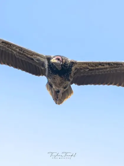 An Egyptian Vulture soars against a clear blue sky. This shot captures the freedom and majestic wingspan of this powerful raptor, a master of the open air near Pune.