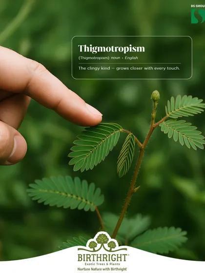 Did you know plants can feel? Thigmotropism is how plants like the 'touch-me-not' respond to touch, a reminder of how alive our green friends are.