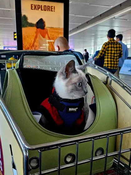 This well-behaved cat, secured in a soft carrier, waits patiently at the airport. We advise on the best type of carrier for your pet, whether they are traveling in-cabin or as cargo.