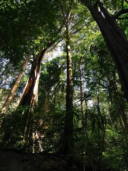 Looking up at the towering trees of a dense evergreen forest, another type of tiger habitat. The sheer scale of the jungle highlights the wildness of the spaces these great cats command.