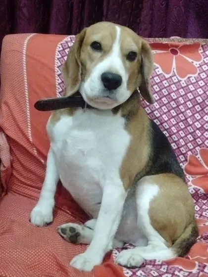 A Beagle sitting comfortably on the couch, waiting for some love. My home is their home.