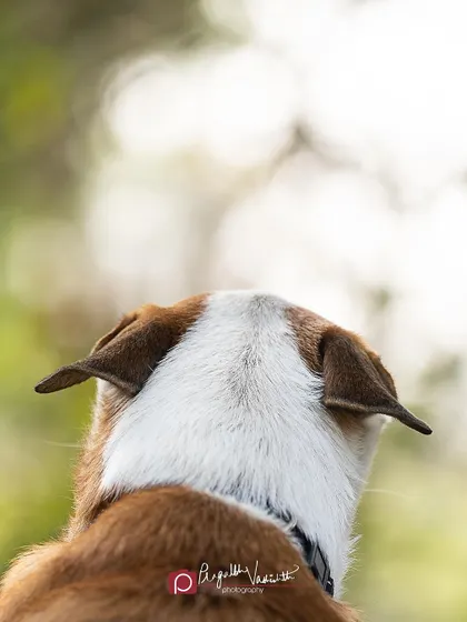 The back of an Indie's head, with those adorable airplane ears. Sometimes the most unconventional shots are the most endearing.