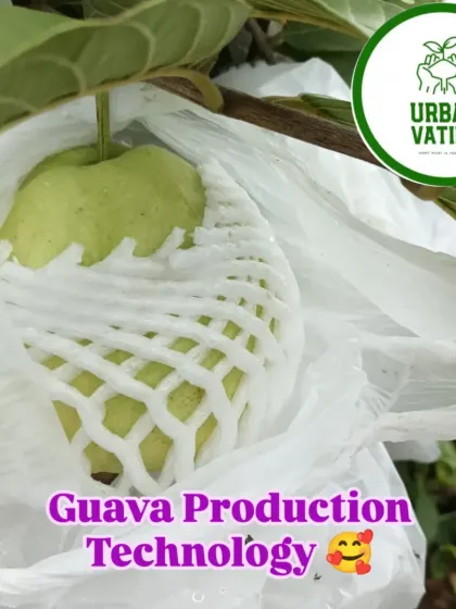 A close-up of a guava protected with our production technology, ensuring it grows to a perfect size and quality.