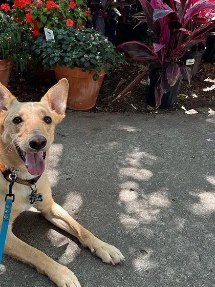 A duplicate image of Fritz, a rescue graduate, relaxing in the shade at a nursery.