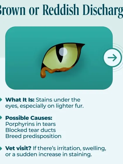 Brown or reddish discharge can cause staining under the eyes and may be due to porphyrins in tears or blocked tear ducts. If you notice irritation or swelling, it's best to schedule a check-up.