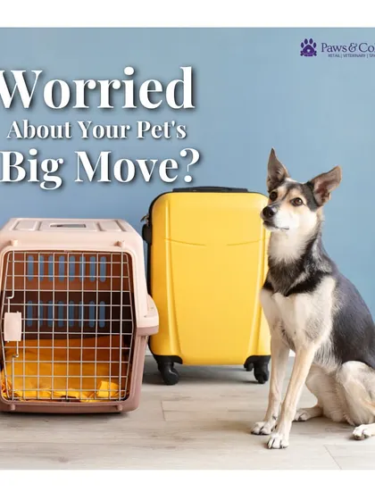 Worried about your pet's big move? We understand the anxiety that comes with relocating a furry family member. Our services are designed to manage every detail, so you can focus on your new beginning.