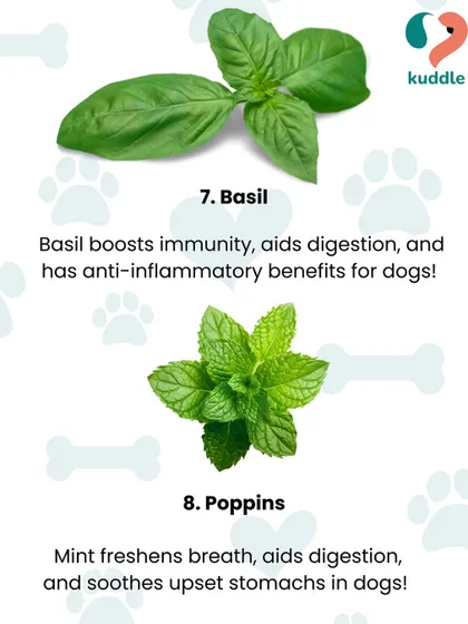 Did you know basil has anti-inflammatory benefits and mint can soothe an upset stomach? This graphic shows how fresh herbs can improve both the taste and health benefits of your dog's food.