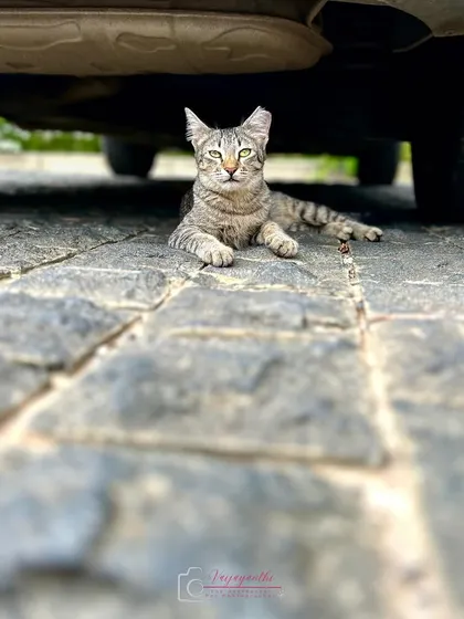 A community cat, queen of her domain, relaxing under a car. Street photography allows me to capture the lives of animals in our shared spaces.