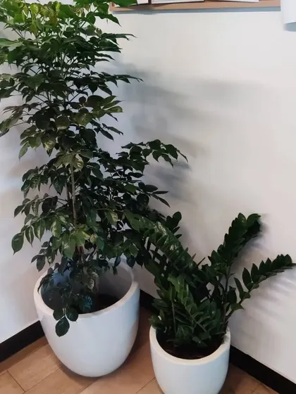 A China Doll plant and a ZZ plant are paired together in a corner. This combination works well as the ZZ plant tolerates lower light, making it versatile for various indoor spots.
