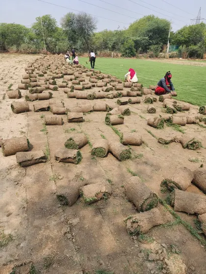Our team harvesting Korean grass turf. This variety is perfect for creating a fine, dense lawn.