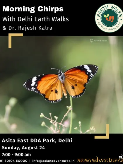 The Plain Tiger butterfly, a common but beautiful species, featured on our poster for a walk at Asita East. Our walks highlight how restored habitats along the Yamuna now support a thriving butterfly population.