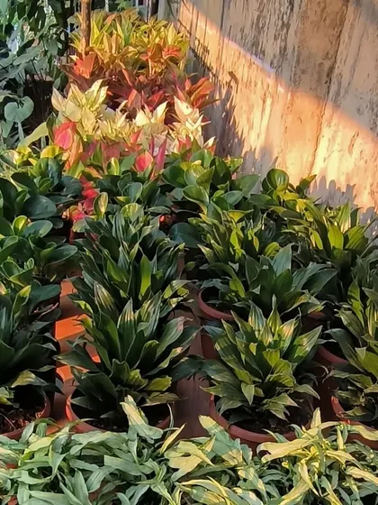 A collection of plants that thrive in shade, including Aglaonema, Peperomia, and Dracaena. We can help you choose the perfect plants for any light condition.
