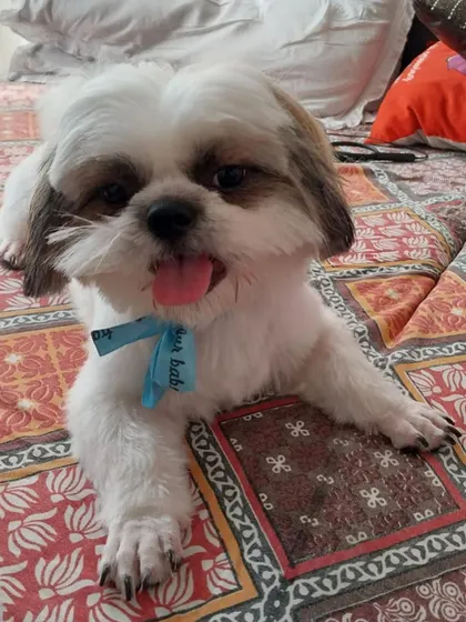 After a grooming session in the van, this little one is back to relaxing in the comfort of his own home, looking clean and feeling great.