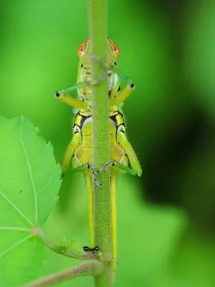 A grasshopper peers over a stem, its colorful eyes and body a small marvel. Despite their idling, they bring a certain madness and music to the mere grass.