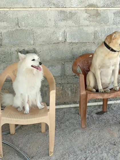 Who says chairs are just for humans? A Spitz and a Labrador show us how to relax in style.