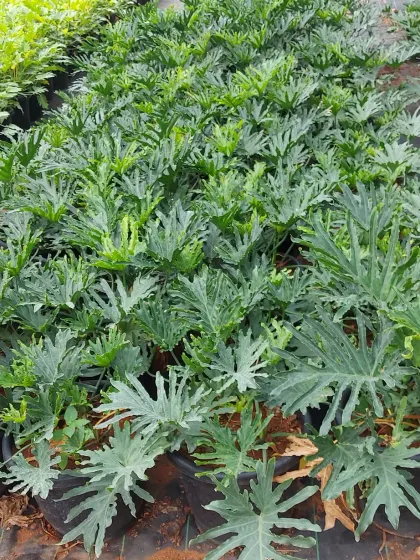 A nursery bed of Philodendron 'Xanadu' plants, known for their deeply lobed, lush green leaves. They create a dense, tropical groundcover look for indoor gardens.