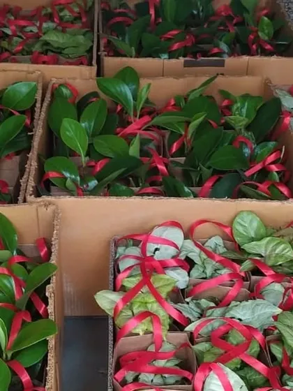 We are fully equipped to handle large-scale, time-sensitive deliveries for corporate events like Earth Day. Here, hundreds of Peperomia and Syngonium plants are boxed and ready for dispatch, ensuring every employee receives a beautiful, eco-friendly gift.