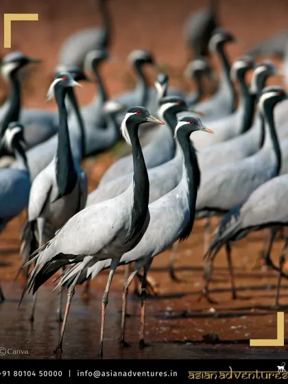 A flock of Demoiselle Cranes, the smallest crane species, gathers at a watering hole in Kheechan, Rajasthan. Our Rajasthan birding tour covers this incredible spectacle where thousands of cranes congregate.