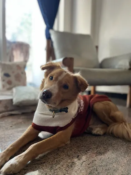 Luffy looking dapper in his sweater. He's a character who keeps me on my toes and always makes me laugh.
