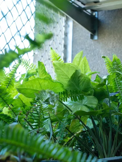 A beautiful mix of textures from a Syngonium and a Fern. We love combining different leaf shapes to create visually interesting and natural-looking arrangements.