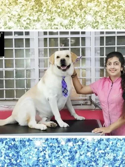 Charlie the Labrador is ready for Diwali. A festive tie and a happy smile make him the star of the celebration.