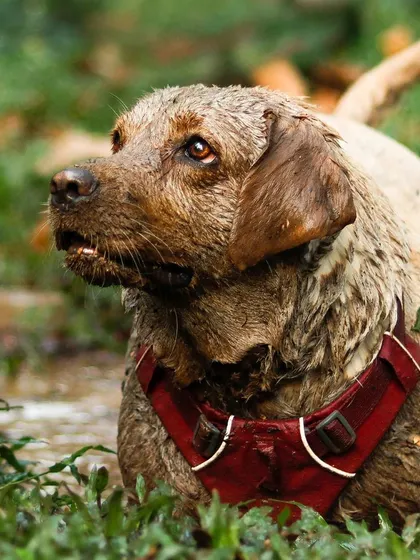 Bella the Labrador, covered head to paw in mud, looks up with soulful eyes, embodying the "raw and unforgettable" spirit of my shoots.
