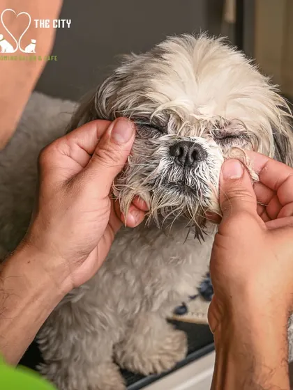 Our groomer gently massages the blueberry facial cleanser around the eyes. It's a relaxing and effective way to clean delicate facial fur.