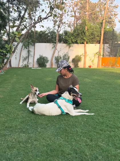 Rocket learning to socialize calmly with other dogs under careful supervision.