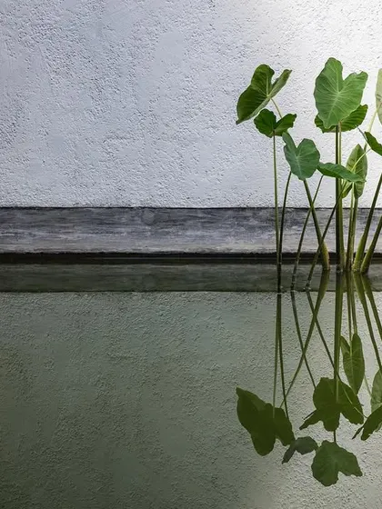 A detail from Jalakara, where plants growing in a water body create a serene reflection against a textured wall.