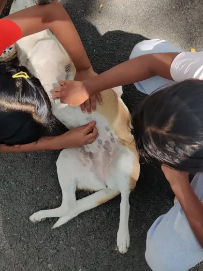 Children give our gentle street dog friend, Lolo, a belly rub. These interactions foster kindness and compassion for all living beings.