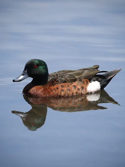 The Chestnut Teal is a dabbling duck species found in Australia. I was glad to get some close-range shots of this male, showcasing his metallic green head and the beautiful contrast of his chestnut-colored body.