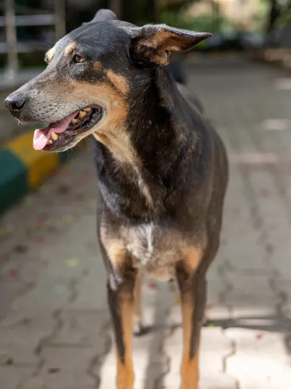 A full-body shot of a handsome street dog, standing proudly. His relaxed posture and happy expression show a dog that is comfortable and content in his environment.