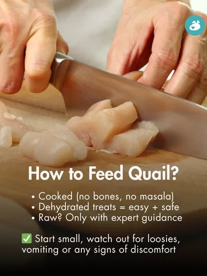 How should you feed quail to your dog? This infographic provides safe feeding guidelines, recommending cooked or dehydrated options and advising that raw feeding should only be done with expert guidance.