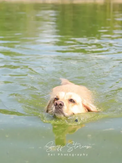 Bella enjoying a refreshing swim in a green, mossy pond. This image captures her adventurous spirit and love for water, no matter how murky.