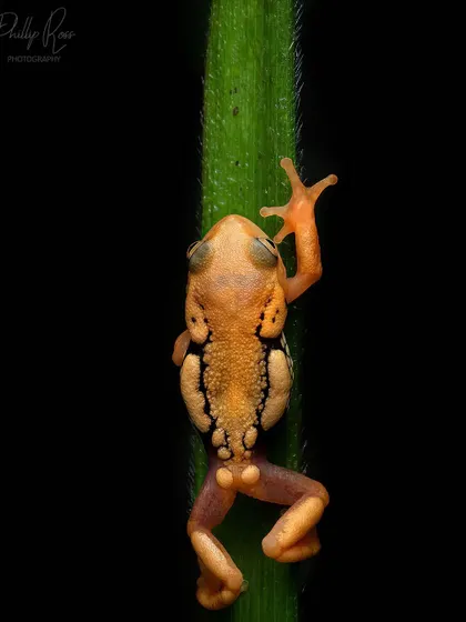 A view of the Resplendent Shrub Frog's unique underbelly markings as it clings to a blade of grass.